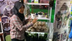 SMKN 1 Pangkalan Banteng Tampilkan Inovasi Budidaya Jamur Tiram di Gebyar Pendidikan Kalteng Berkah