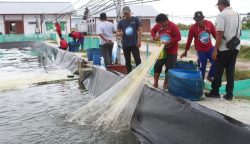 Shrimp Estate Berkah Sukamara Hasilkan 4,2 Ton Udang Vaname pada Siklus Kedua