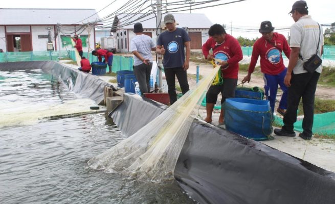 Shrimp Estate Berkah Sukamara Hasilkan 4,2 Ton Udang Vaname pada Siklus Kedua