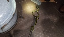 Panik! Ular Sepanjang 1 Meter Ditemukan di Bawah Rak Piring Rumah Warga Palangka Raya