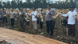 Gubernur Kalteng Agustiar Sabran saat mengikuti panen raya jagung di Rakumpit (Foto:ist)
