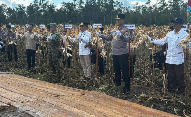 Gubernur Kalteng Agustiar Sabran saat mengikuti panen raya jagung di Rakumpit (Foto:ist)